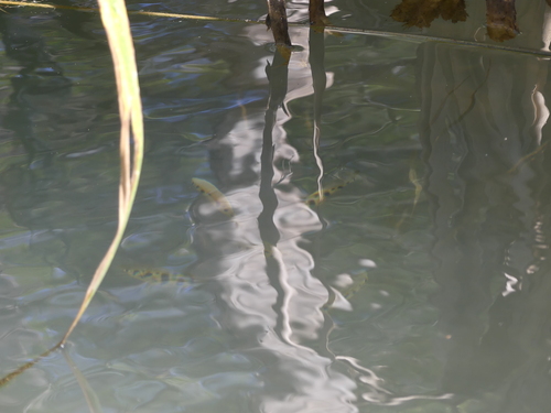 Spotted Archerfish