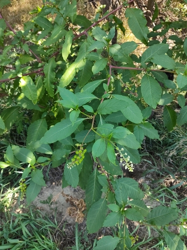 American pokeweed