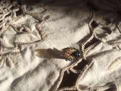 Xylocopa splendidula