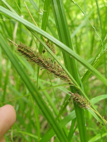 Carex forficula (Carex forficula)