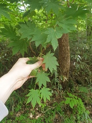 Acer pseudosieboldianum, photograph author not stated, no rights reserved