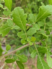Searsia mysorensis, photograph (c) Rohit Naniwadekar, some rights reserved (CC BY)