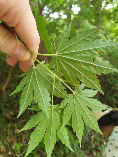 Acer pseudosieboldianum, photograph 5