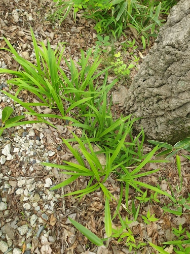 Carex siderosticta, photograph 4