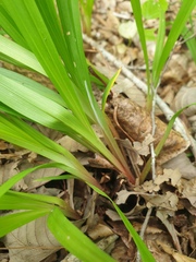 Carex siderosticta, photograph author not stated, no rights reserved