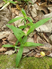 Carex albicans (Carex ciliatomarginata)