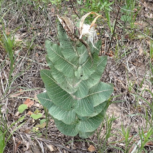 Asclepias humistrata, photograph 5