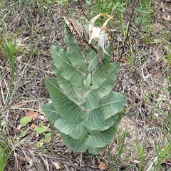 Asclepias humistrata, photograph (c) Stan Shebs, some rights reserved (CC BY-SA)