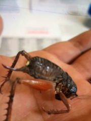 Cratomelus