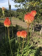 Kniphofia rooperi