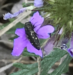 Acmaeodera tubulus