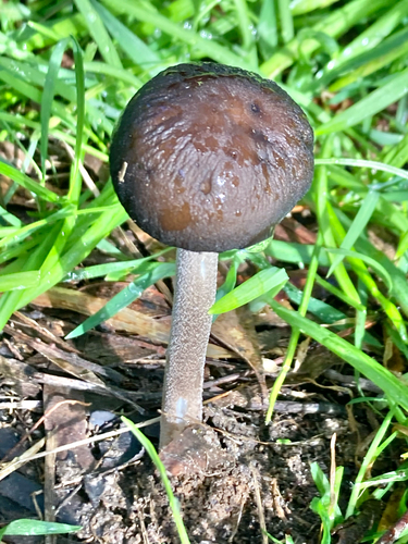 Oudemansiella gigaspora