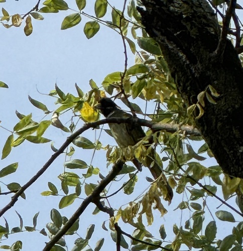 Collared Finchbill