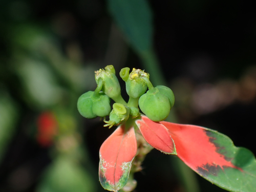 Euphorbia heterophylla observed 2026-08-08