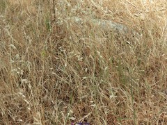 Aegilops triuncialis