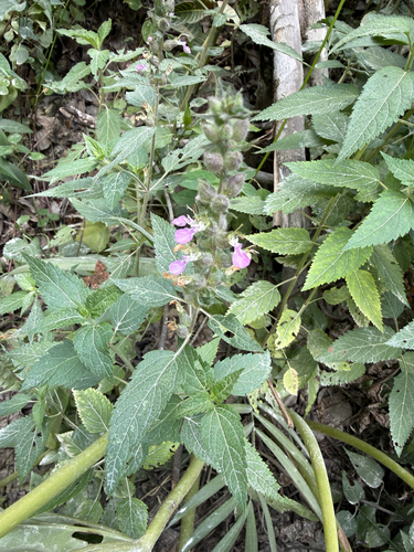 Teucrium vesicarium observed 2026-08-08