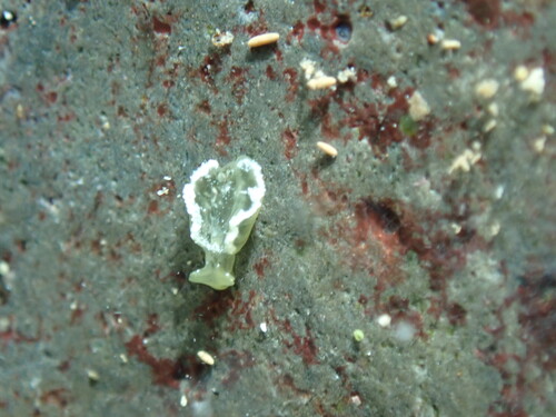 Elysia obtusa, 2026-08-08