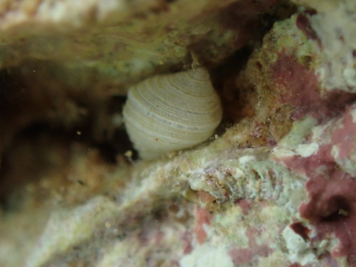 Fossarus, 2026-08-08
