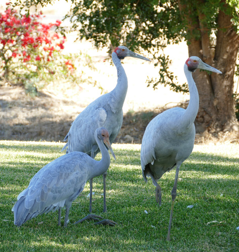 Brolga