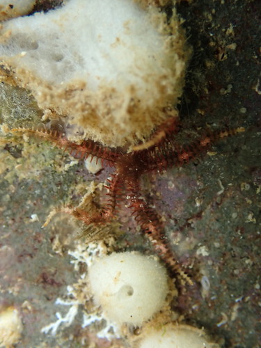 Ophiacantha observed 2026-08-08