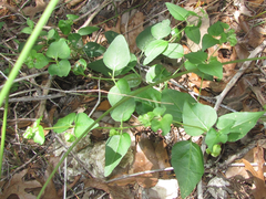 Mirabilis latifolia