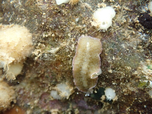 Thysanozoon tentaculatum observed 2026-08-08
