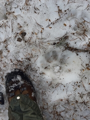 Canis lupus italicus