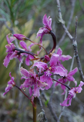 Cyrtochilum ramosissimum