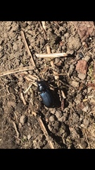 Platycerus oregonensis