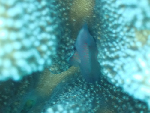 Caracanthus typicus observed 2026-08-08