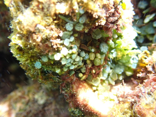 Caulerpa observed 2026-08-08