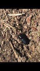 Platycerus oregonensis