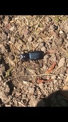 Platycerus oregonensis