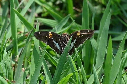 Silver-spotted Skipper