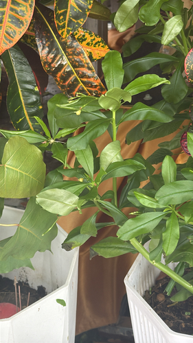 Philippine spinach
