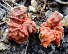 Gyromitra fastigiata