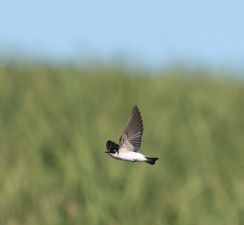 White-rumped Swallow