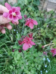 Aquilegia vulgaris