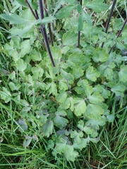 Aquilegia vulgaris