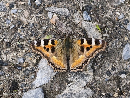 Indian Tortoiseshell