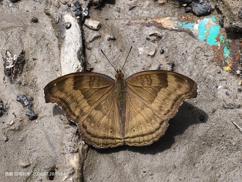 Chocolate Pansy