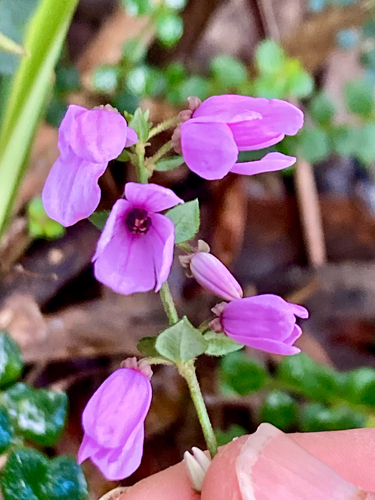 Pink-bells
