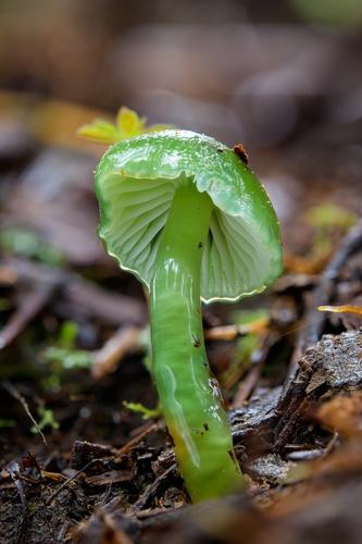 verdigris waxcap