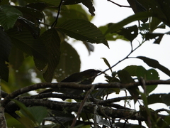 Cyclarhis nigrirostris