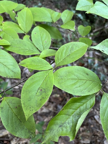 Stewartia malacodendron