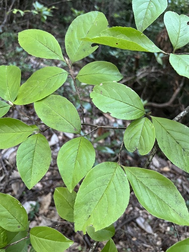 Stewartia malacodendron, photograph 2