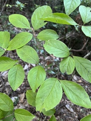 Stewartia malacodendron, photograph (c) Will McFarland, some rights reserved (CC BY)