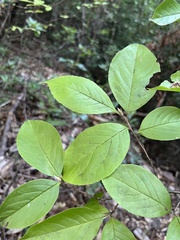 Stewartia malacodendron, photograph (c) Will McFarland, some rights reserved (CC BY)