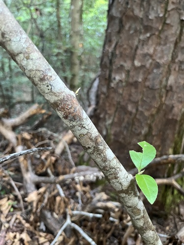 Stewartia malacodendron, photograph 4