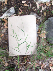 Dichanthelium transiens